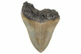 Massive, Fossil Megalodon Tooth - Serrated Blade #207998-1